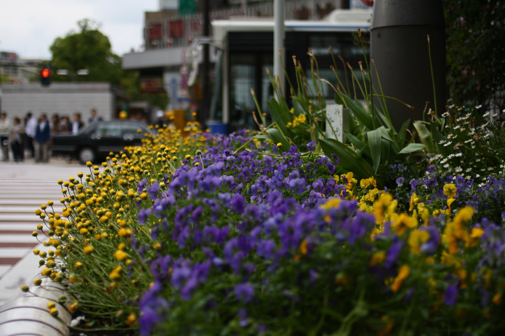 交差点脇の花