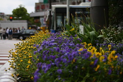 交差点脇の花