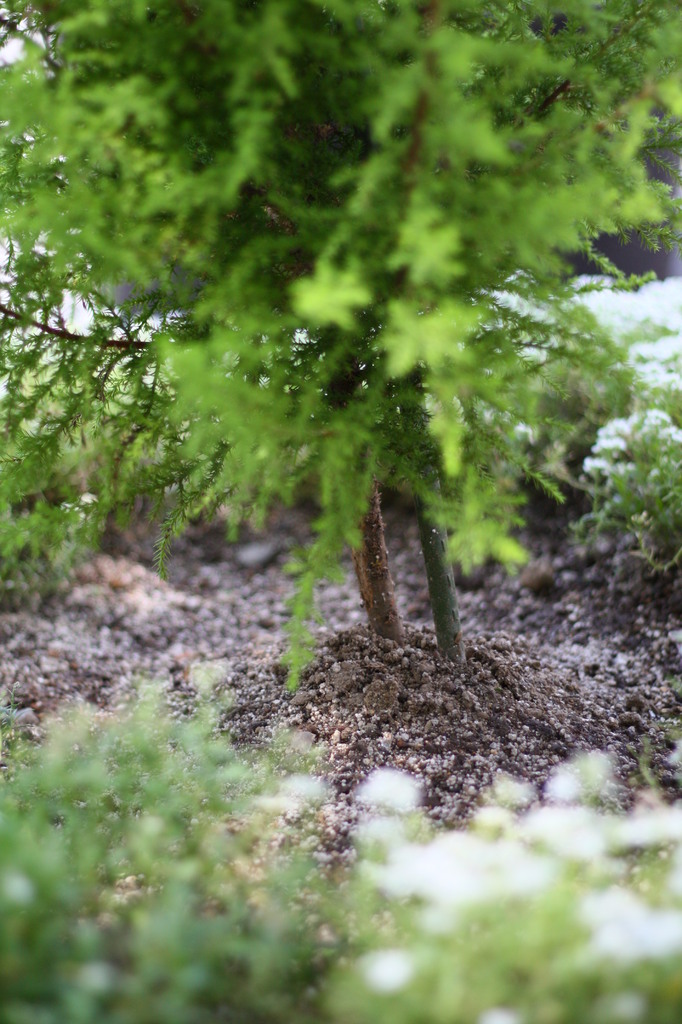街路の鉢植え（下）