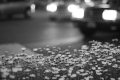 ロータリー脇の花