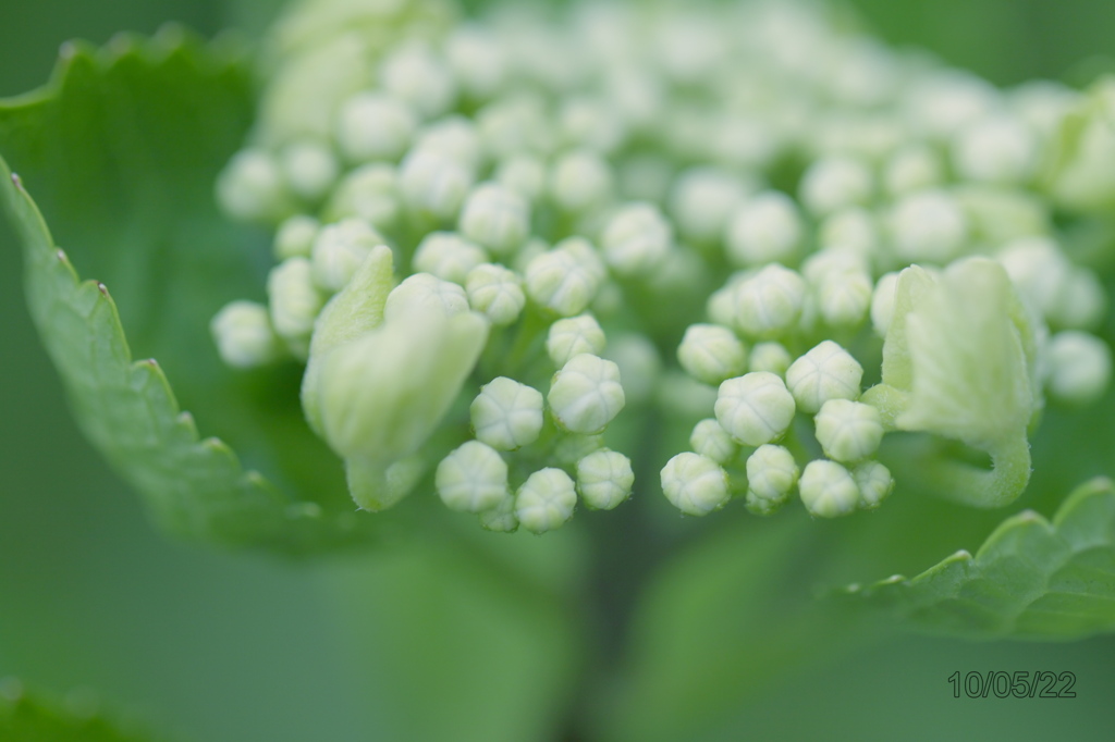 hydrangea