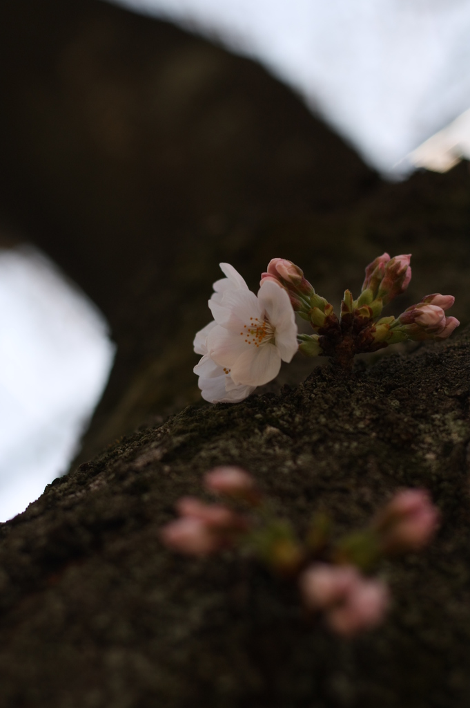 幹から桜花