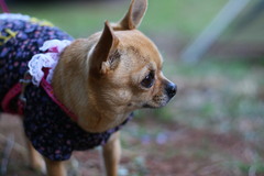 ナナ（犬）