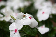 20080621_016