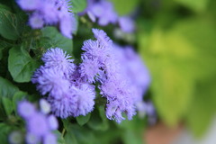紫花