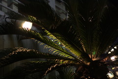 Palms Cafe