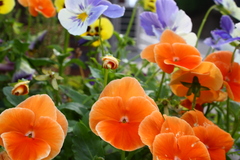 オレンジ花