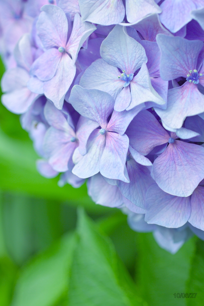 hydrangea