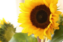 20080706_055