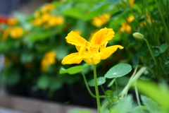 黄花