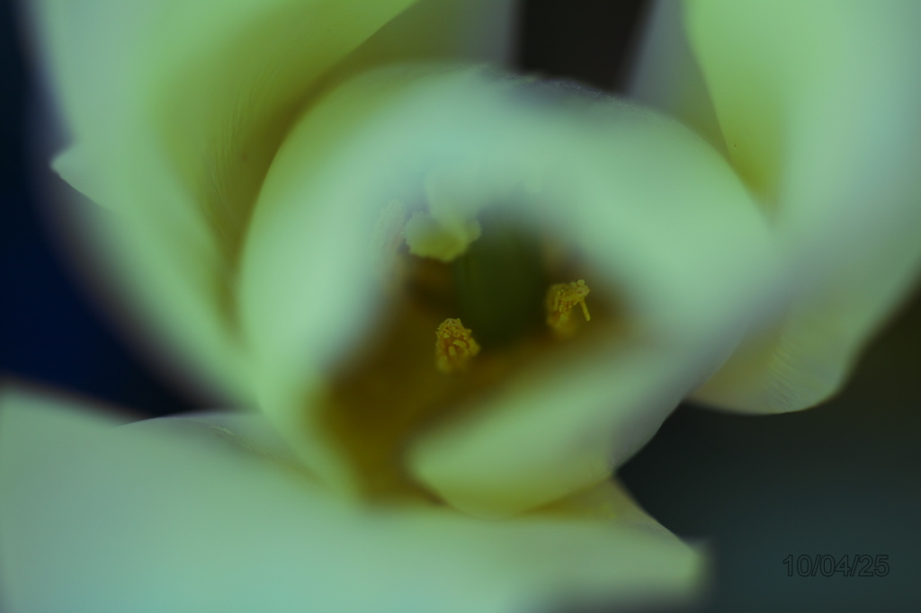 20100425_065