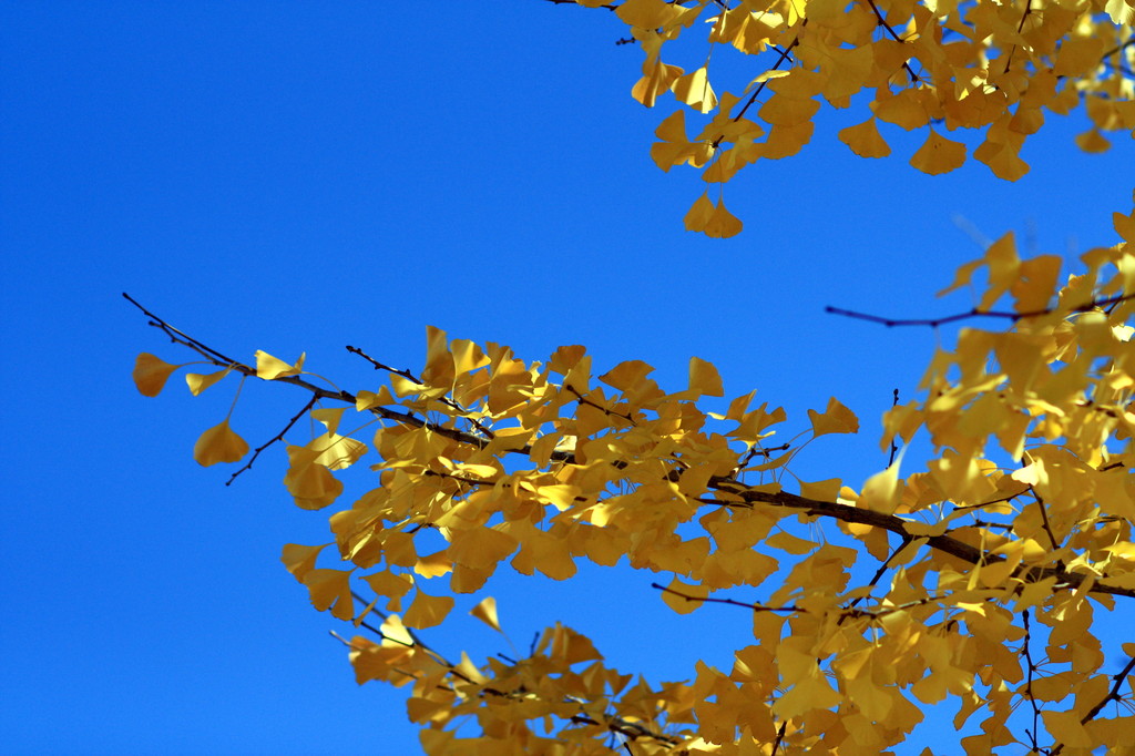 20081130_045