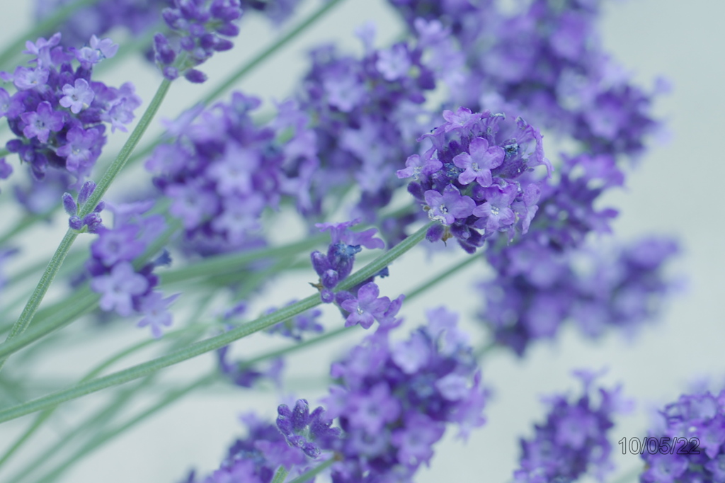 lavender