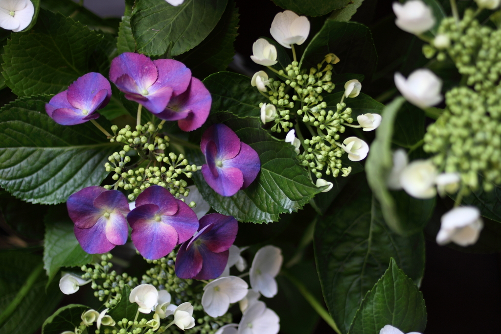 hydrangea