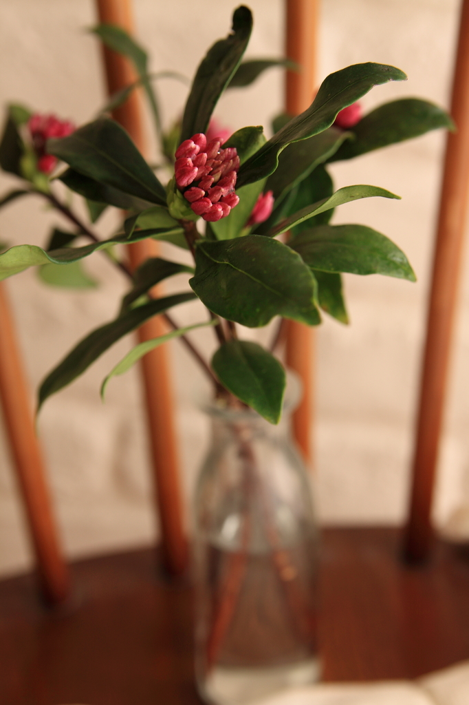 沈丁花