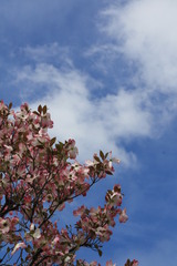 花雲空