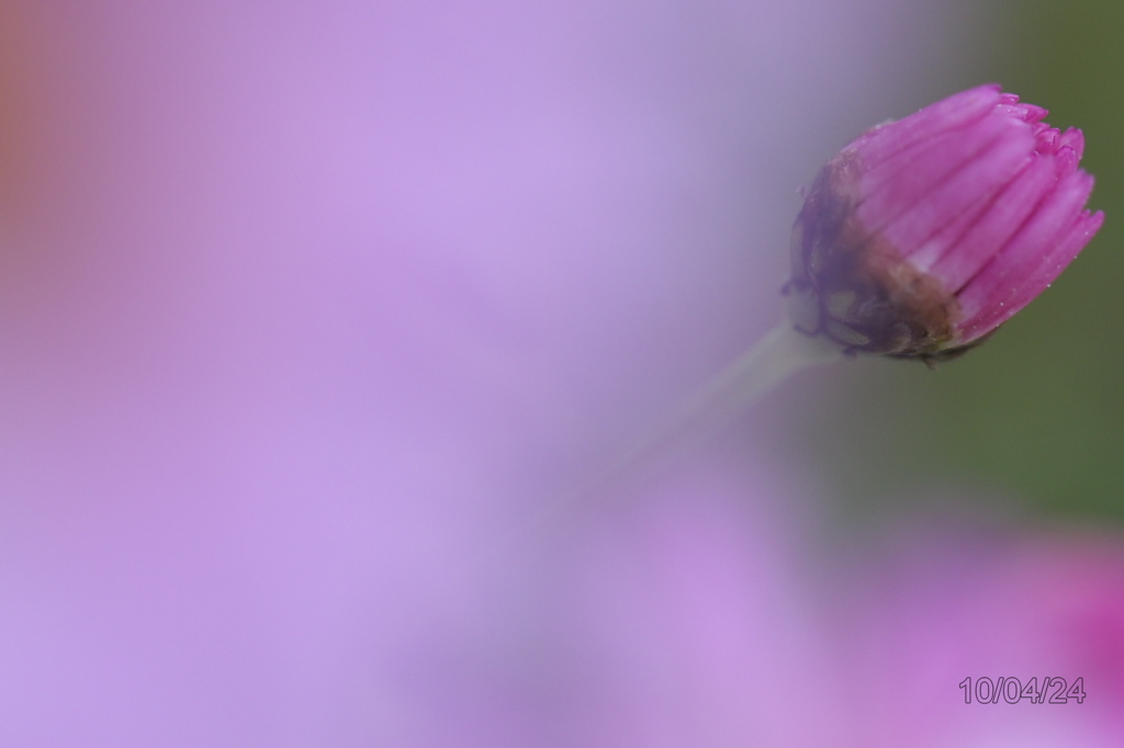 20100424_027