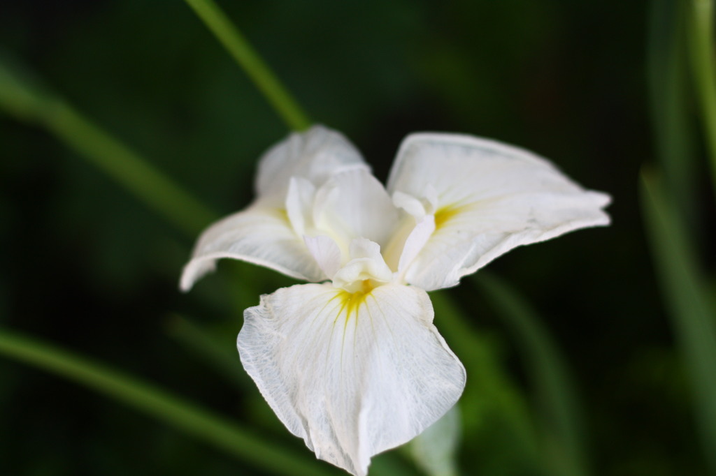 白花ひとつ