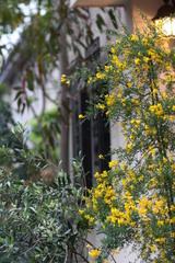 玄関回りの花