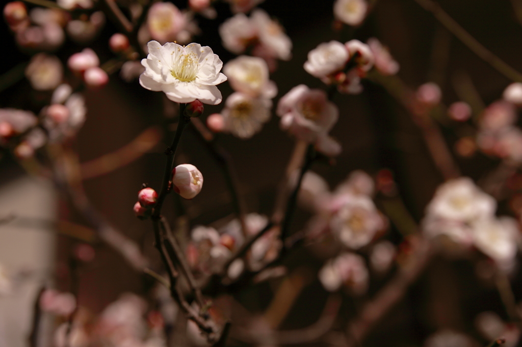 plum trees