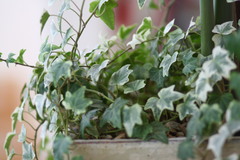 部屋の鉢植え