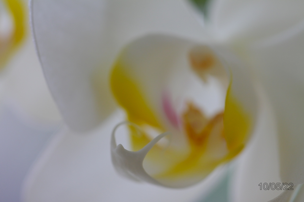 orchidⅢ