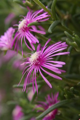紫花