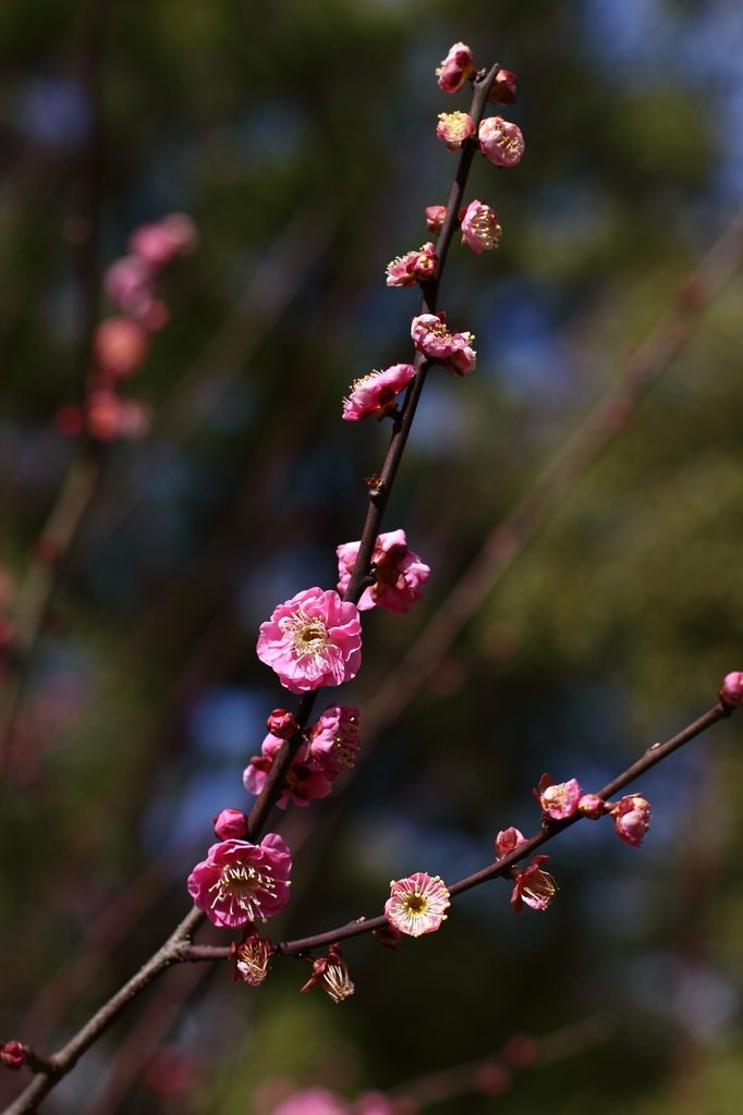 plum-blossom