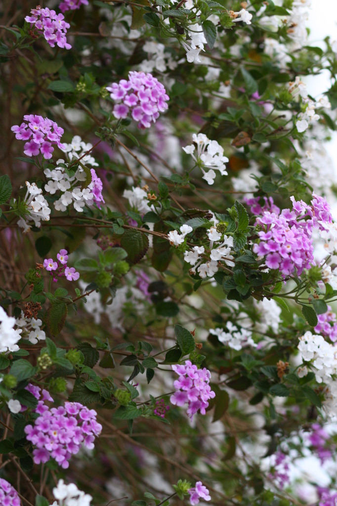 壁の花