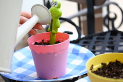 ミニトマト栽培セット