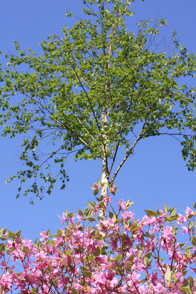 花木空