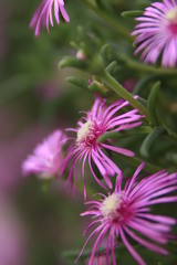 紫花