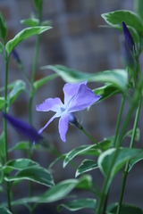 最初の花