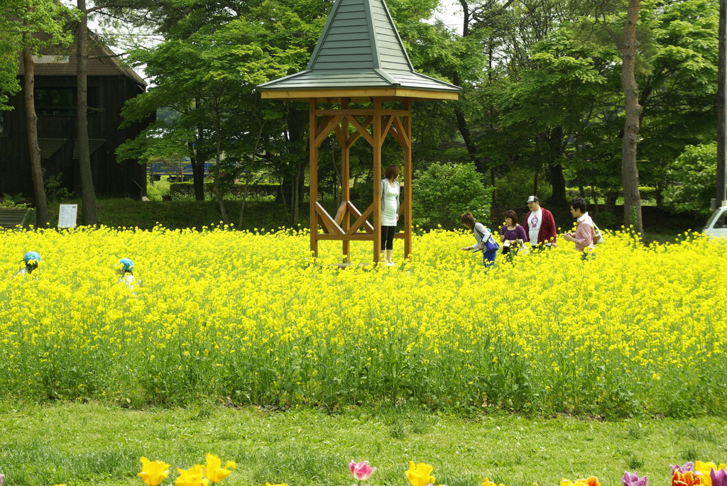 お花畑で