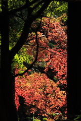 紅の境