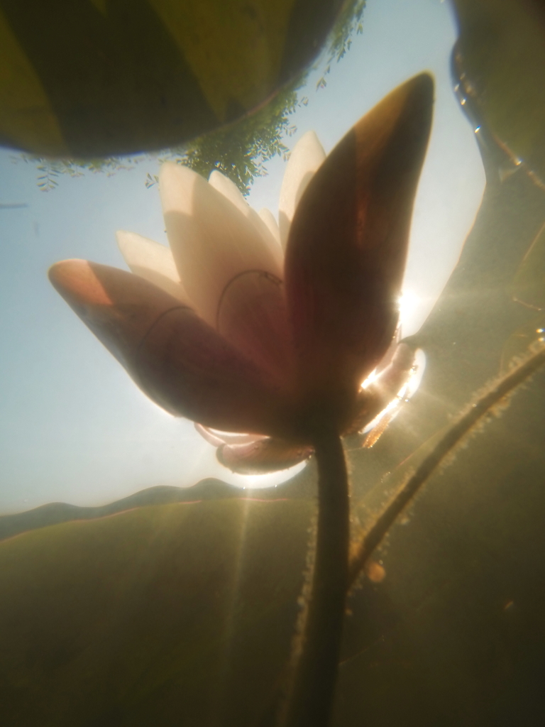 water lily