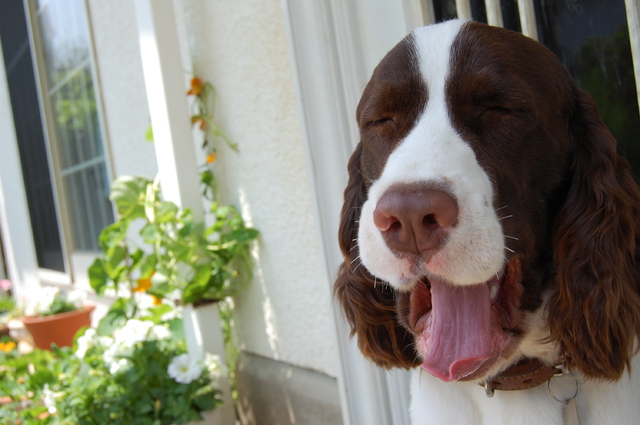Resultado de imagen para 犬 English Springer Spaniel あくび