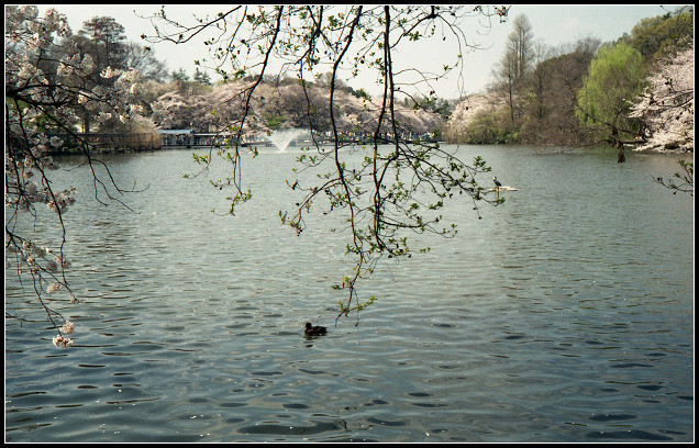 井の頭公園