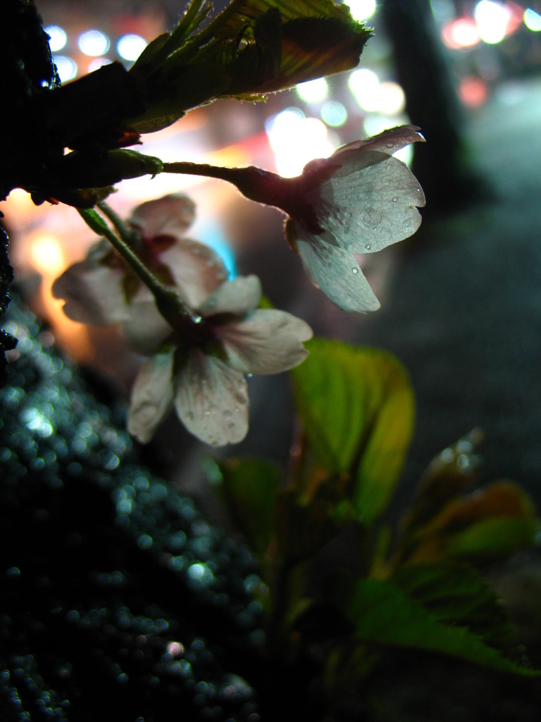 雨の夜桜