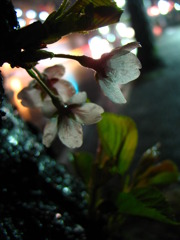 雨の夜桜