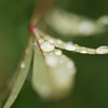 雨上がり