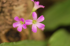 名前は分からないけれど、可愛お花です