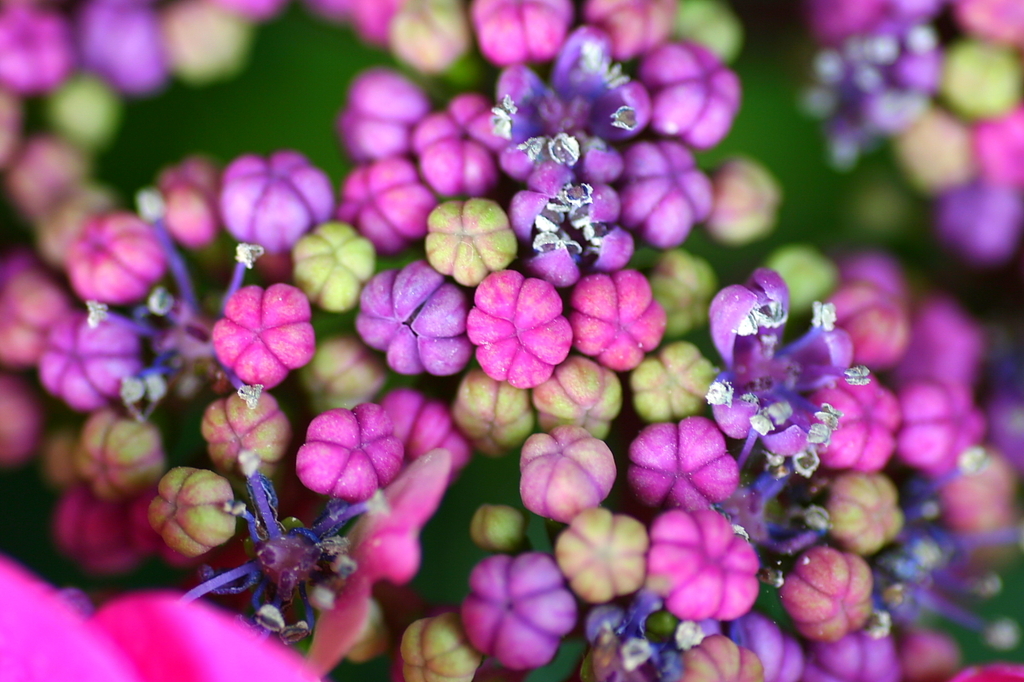 紫陽花