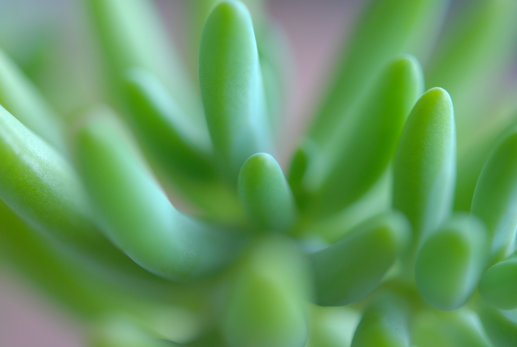 多肉植物