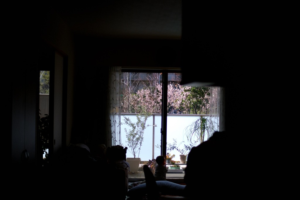 山桜