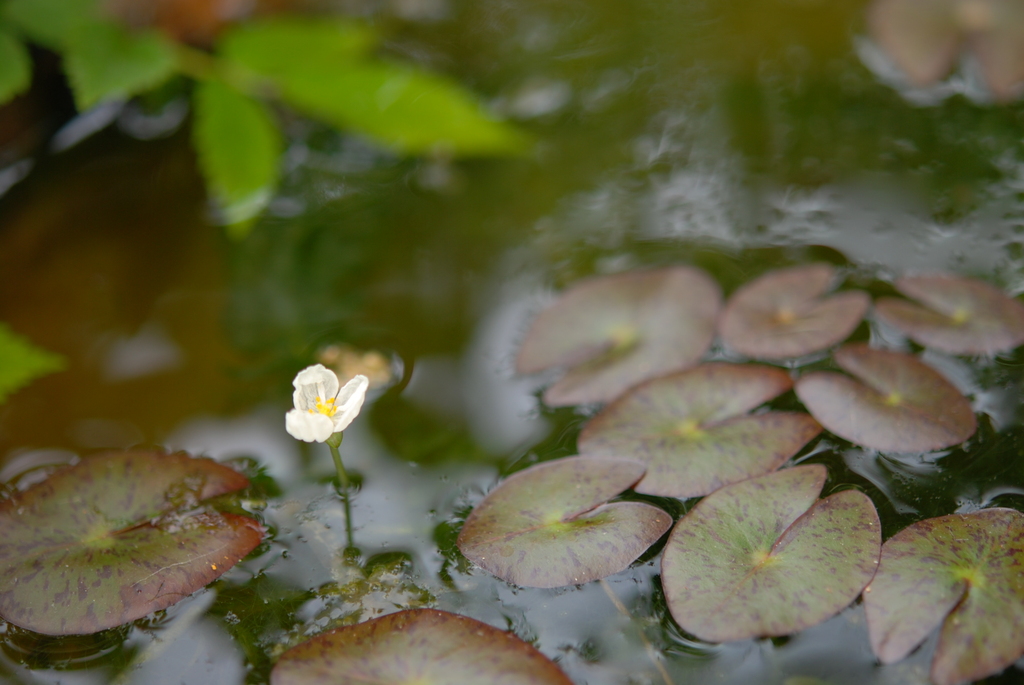 水草