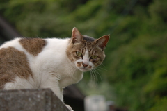 鎌倉猫