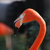 フラミンゴ