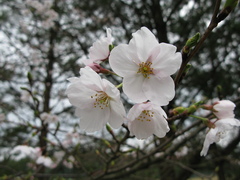 桜