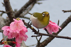 桜にメジロ